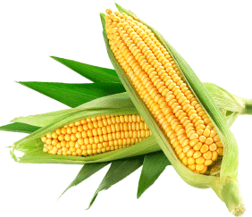 corn